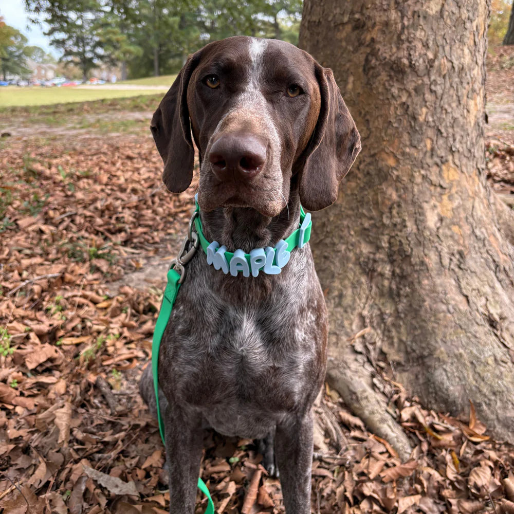 Waterproof Dog Collar