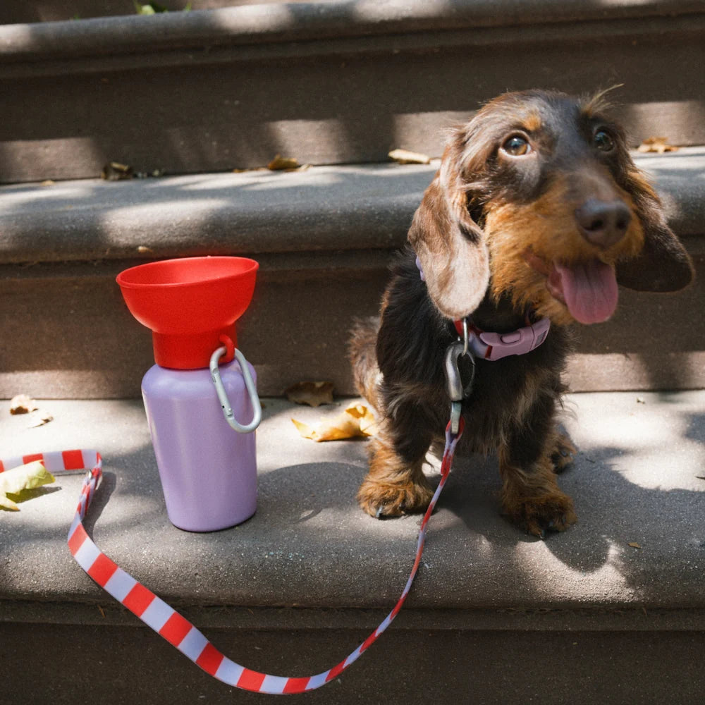 20oz Flip Travel Dog Water Bottle
