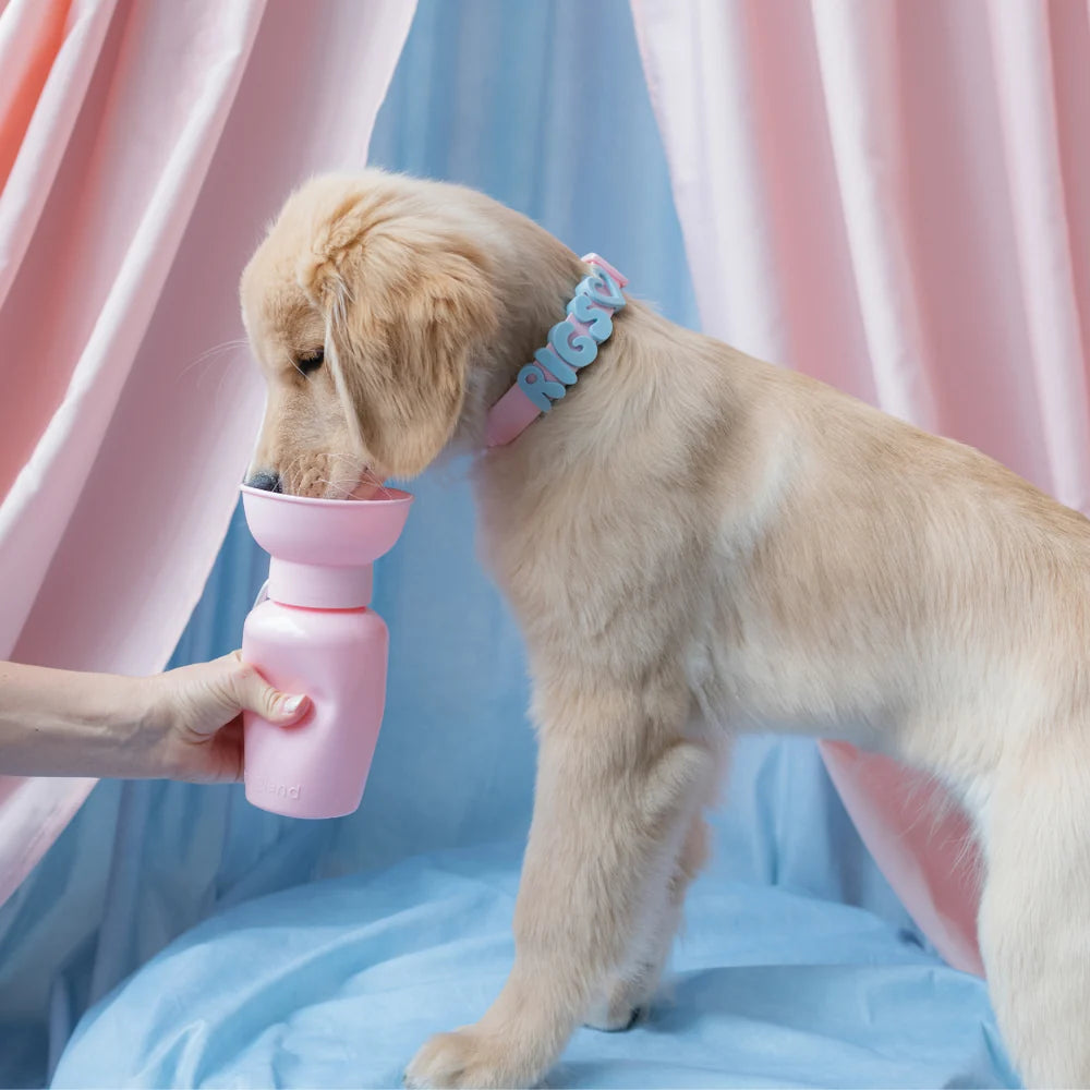 Waterproof Dog Collar Limited Edition Collection